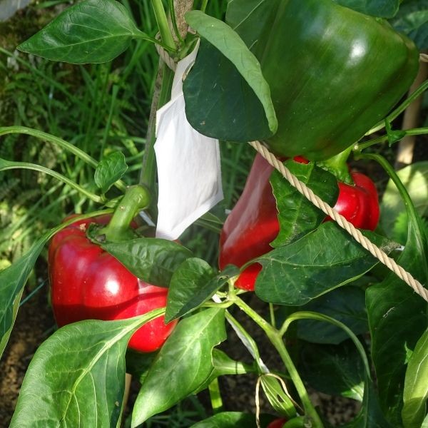 SONI-MITE Raubmilben gegen Rote Spinnmilbe in Growbags 15 bis 100 Stück.