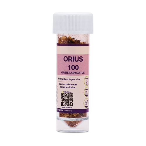 Orius Predatory bug against Thrips 100 to 500 pcs.