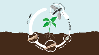 Stenema-Nematoden gegen Sciarid-Larven 10 bis 500M²